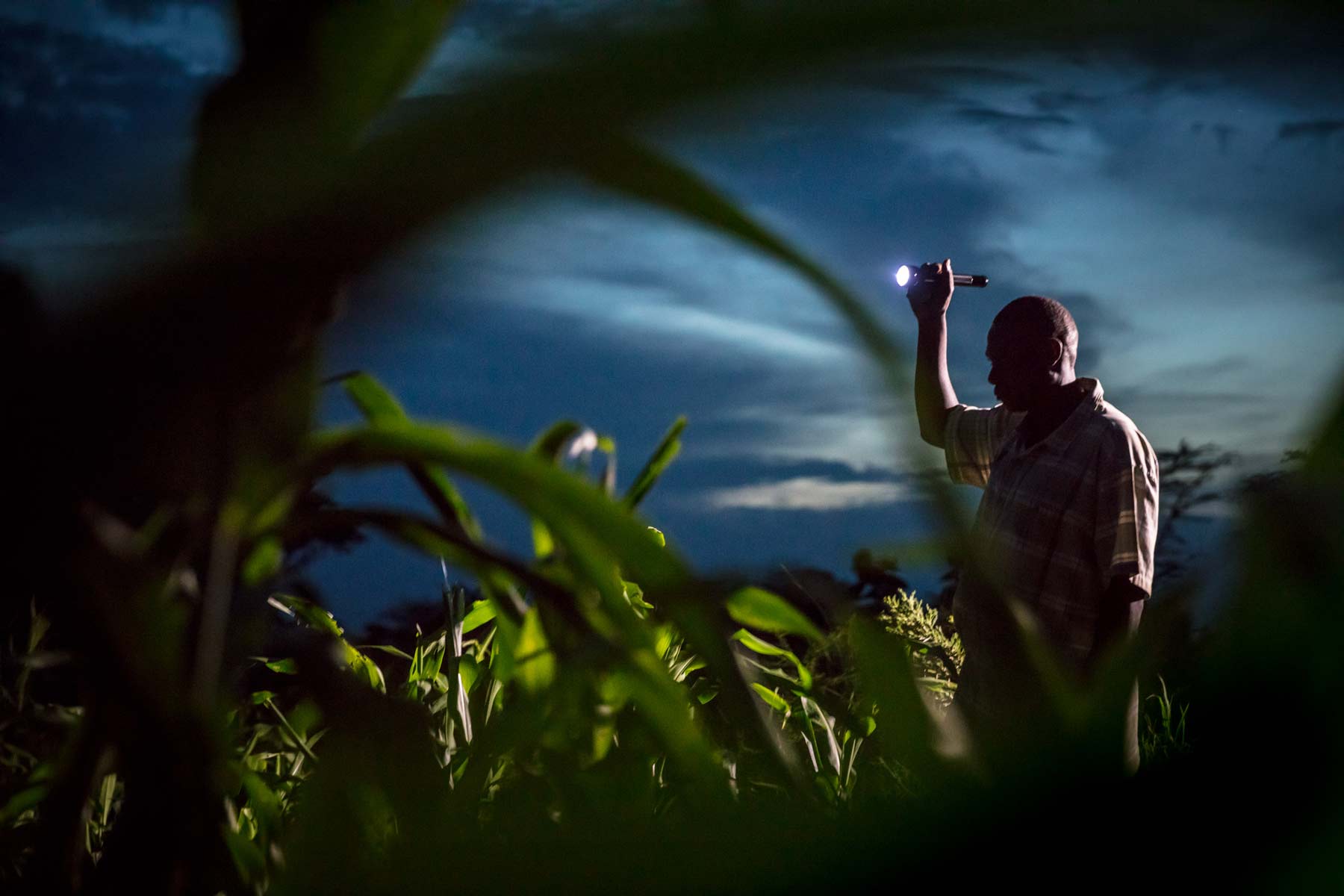 A farmer from a local village in the Grumeti Concession checks his crops at night. Crop raiding by elephants is a common occurrence in the Reserve and can severely impact local farmers who often lose a full year’s crops in one crop-raiding incident, which is heartbreaking for the famer and his family who are dependent on their crops for their survival.