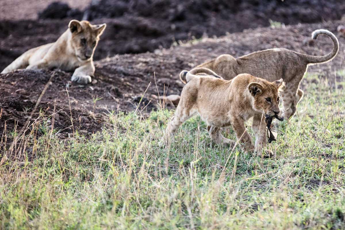Lion cubs in the Serengeti.