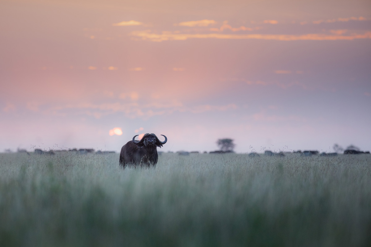 A buffalo stares at the camera in the open plains of the Serengeti.