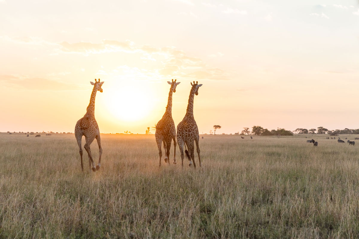 Giraffes in the Serengeti.