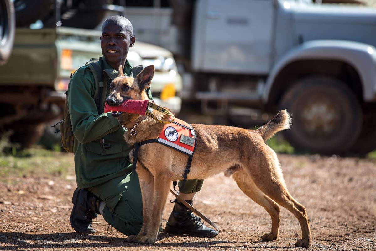 Anti-Poaching Canine Unit (K-9 Unit) working to detect poachers and save wildlife.