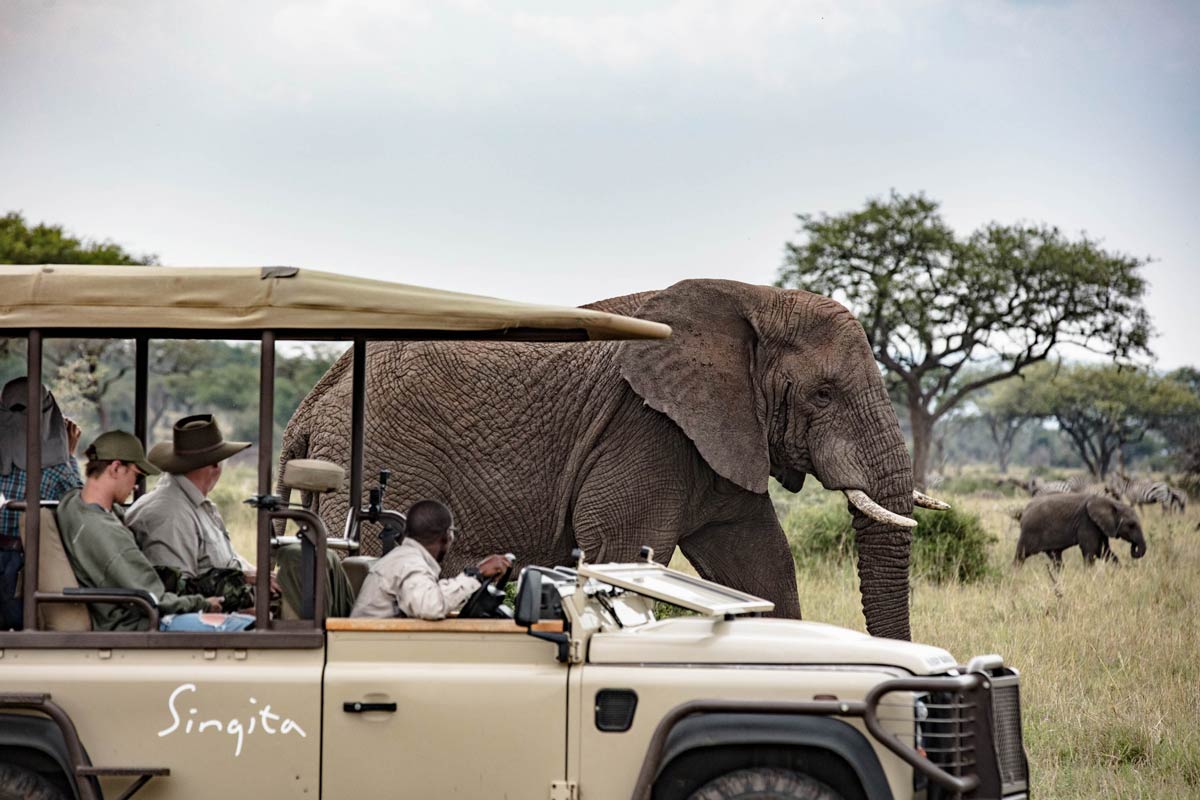 Game drive with wild elephants in Tanzania.