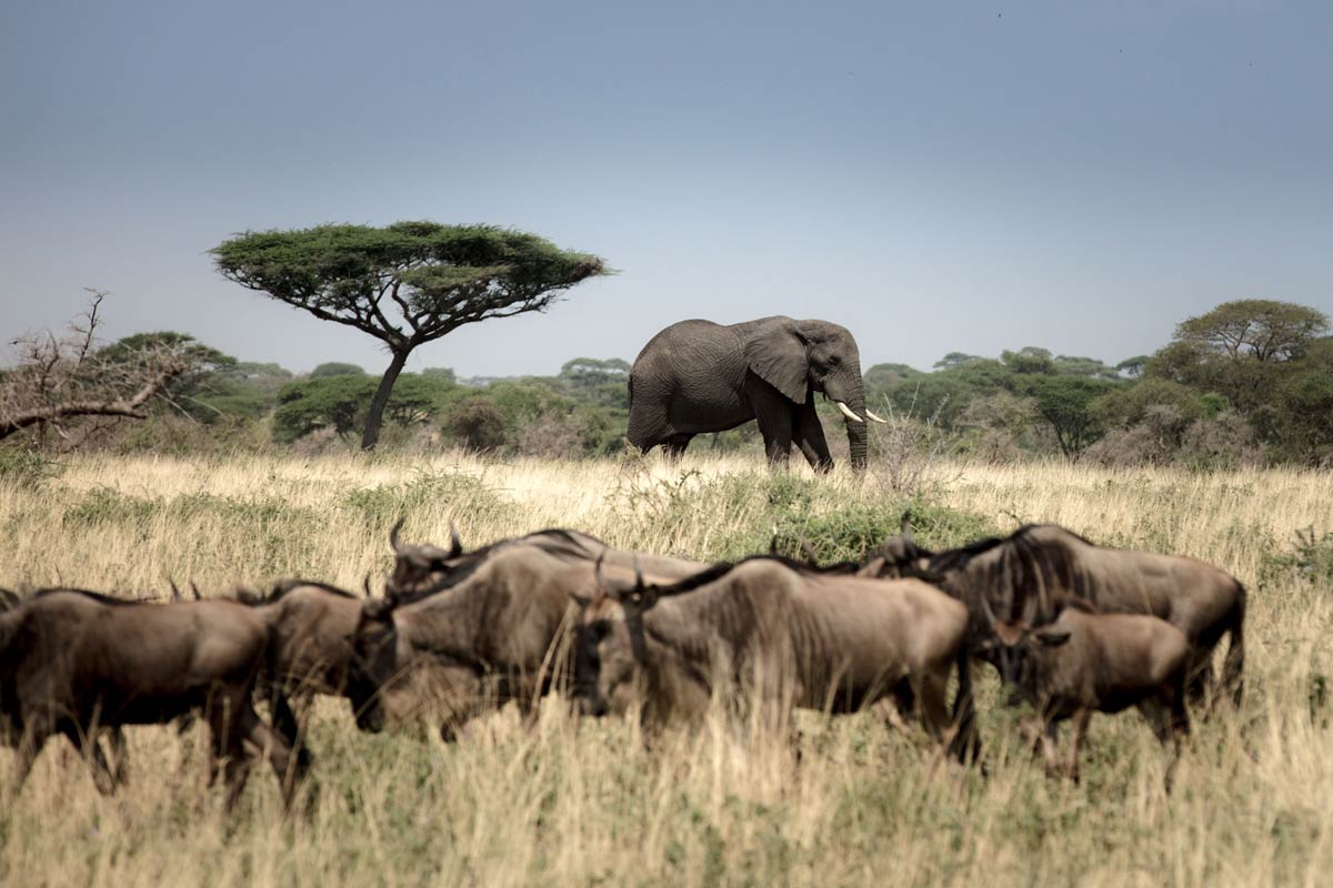 An elephant and a confusion of wildebeest in the Serengeti. The Grumeti Concession, located in the Western Corridor of the Serengeti is a stronghold for an incredible variety of species, each playing an important role in maintaining the balance of this ecosystem. The Serengeti is also home to The Great Wildebeest Migration, one of Africa’s most iconic wildlife shows.