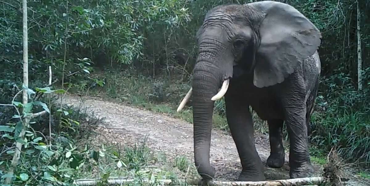 Camera trap footage of Oupoot, the last elephant living in the Knysna forest.